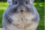 Chinchilla